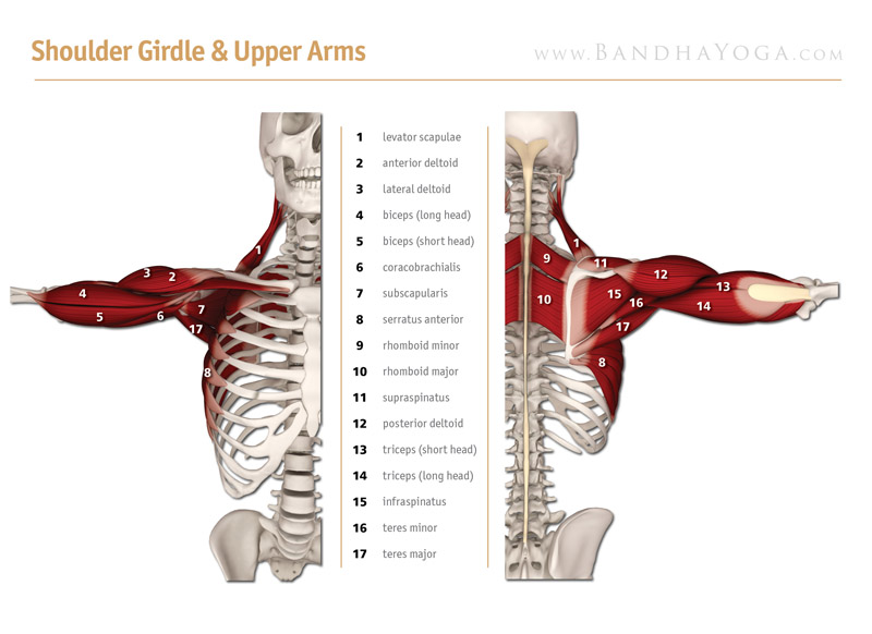 <strong>Shoulder Girdle Upper Arms</strong> - This image is from <em>The Key Muscles of Yoga</em> in the <em>Scientific Keys</em> book series.